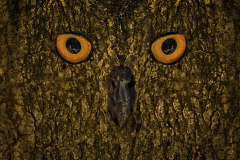 Owl Mask