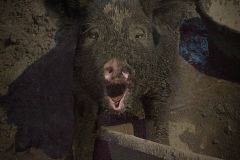 Happy As A Pig