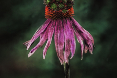Coneflower