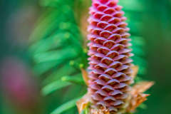 Red Pine Cone