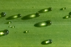 Water Drops Grass And Sunshine