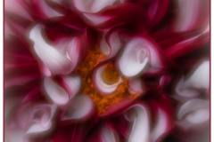 Dahlia Delight