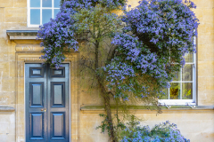 Blue Jacaranda Tree