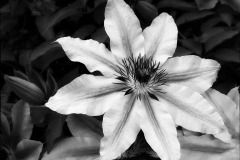 Clematis