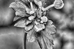 Budding Beauty