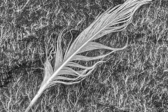 White Feather