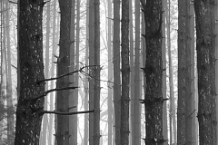 Trees & Fog