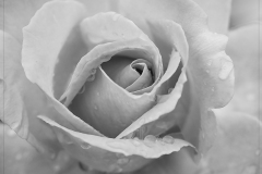 Rose After Rain