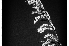 Wave Of Grain