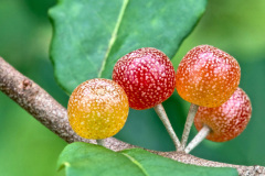 Berry And Bright