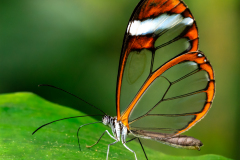 Glass Wing Butterfly