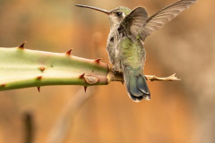 Broadbilled Hummingbird On An Aloe