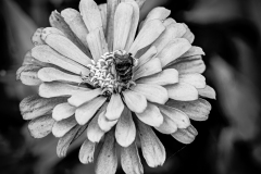 A Busy Bee