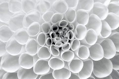 Dahlia