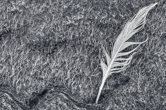 White Feather And Rocks