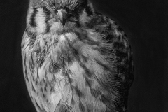 Little Hawk