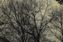 Wake Up Tree