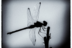 Dragonfly Silhouette