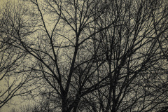 Wake Up Tree