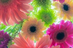 Soft Petal Play