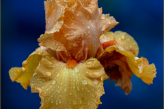 Orange Iris