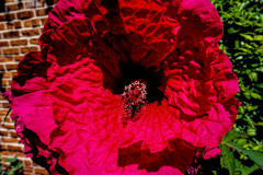 Hibiscus