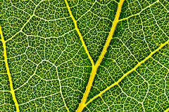 Leaf