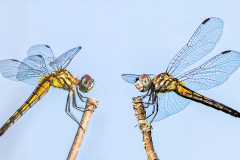 Dragonfly Face Off Composite