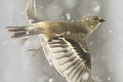 Goldfinch In Flight In Snow