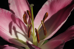 Lily