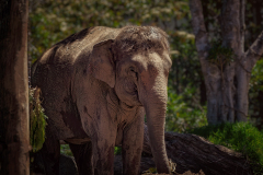 My Pet Elephant