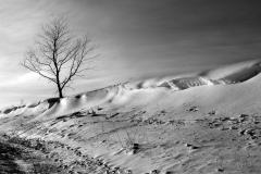 Lonely Tree