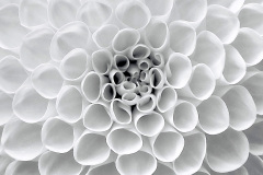 Dahlia In Helsinki