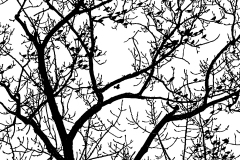 Birds In Tree
