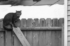 Safe On The Fence