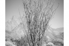 Portrait Of An Ocotillo