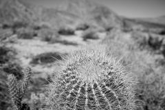Barrel Cactus