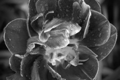 Raindrops