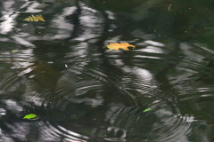 Raindrop Circles