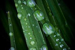 Rain Drops