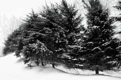 Dancing Can Can In A Snow