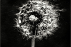Dandelion Clock
