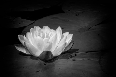 Water Lily