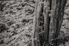 Tree And Leaves