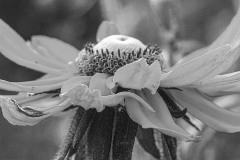Flower Hat