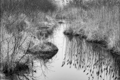 Morning Reflections