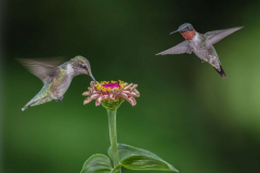 Humming