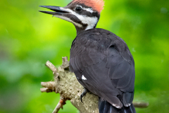 Pileated Woodpecker