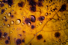 Autumn Rain