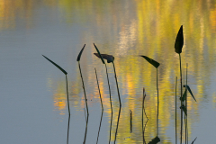 Reeds And Reflection